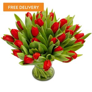 50 Tulipanów Czerwonych